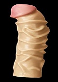 Adult Toy Details